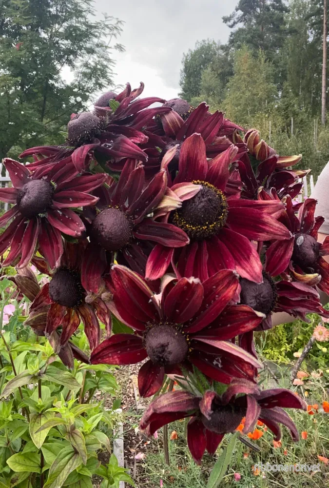 Sommarrudbeckia, Cherry Brandy Sommarrudbeckia, Cherry Brandy