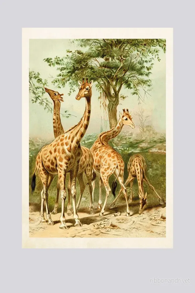 Dubbelt kort med kuvert – giraffmotiv Dubbelt kort med kuvert – giraffmotiv