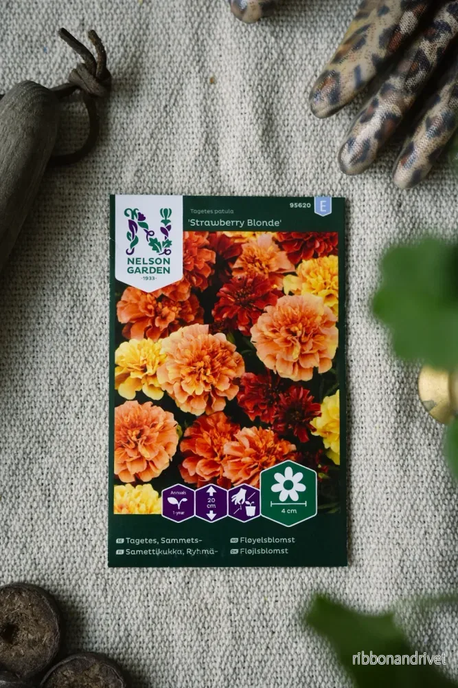 Tagetes, Strawberry Blonde Tagetes, Strawberry Blonde