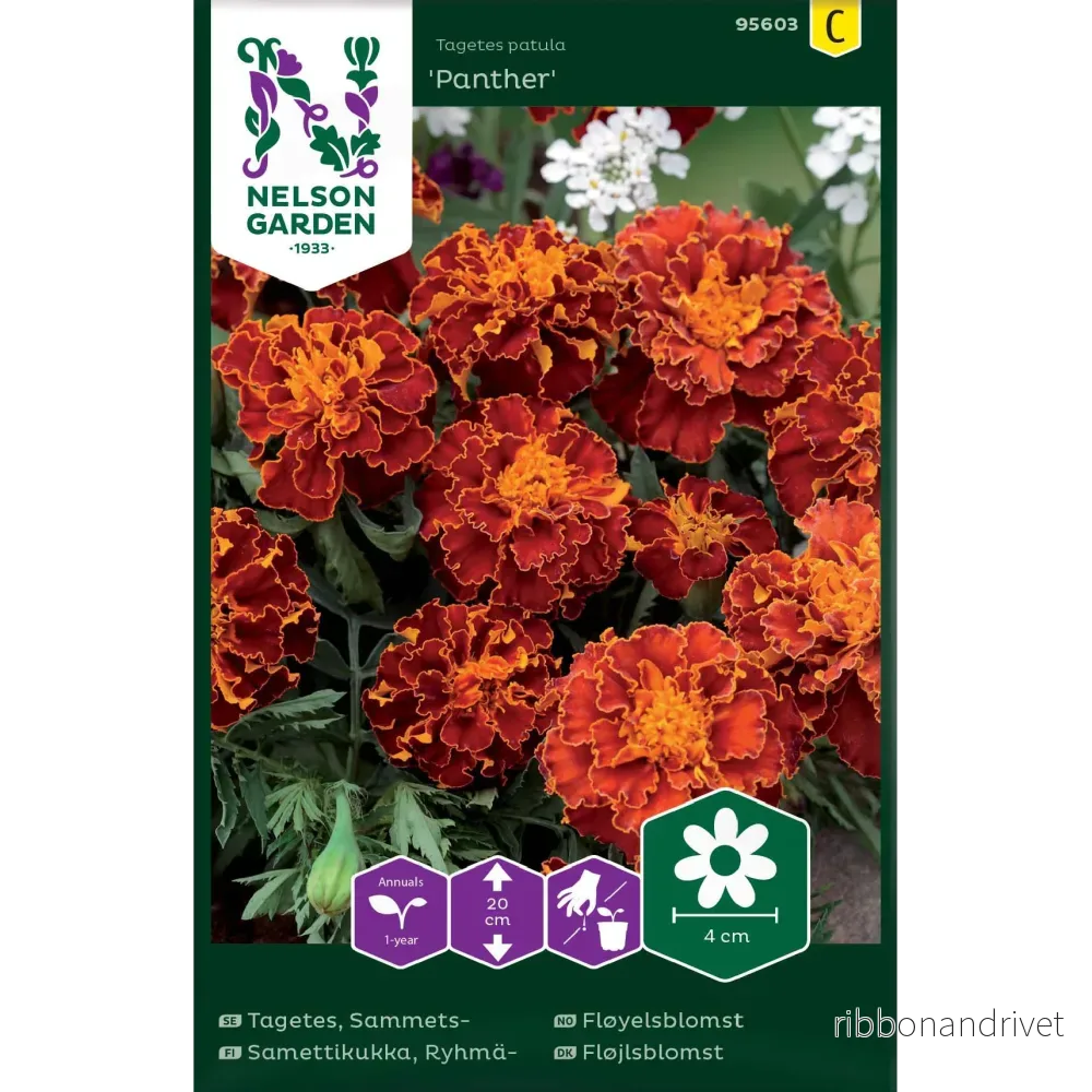 Tagetes, Sammets-, Panther - Bild 2