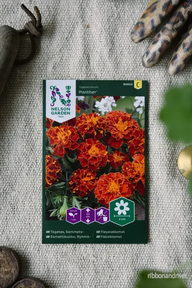 Tagetes, Sammets-, Panther Tagetes, Sammets-, Panther