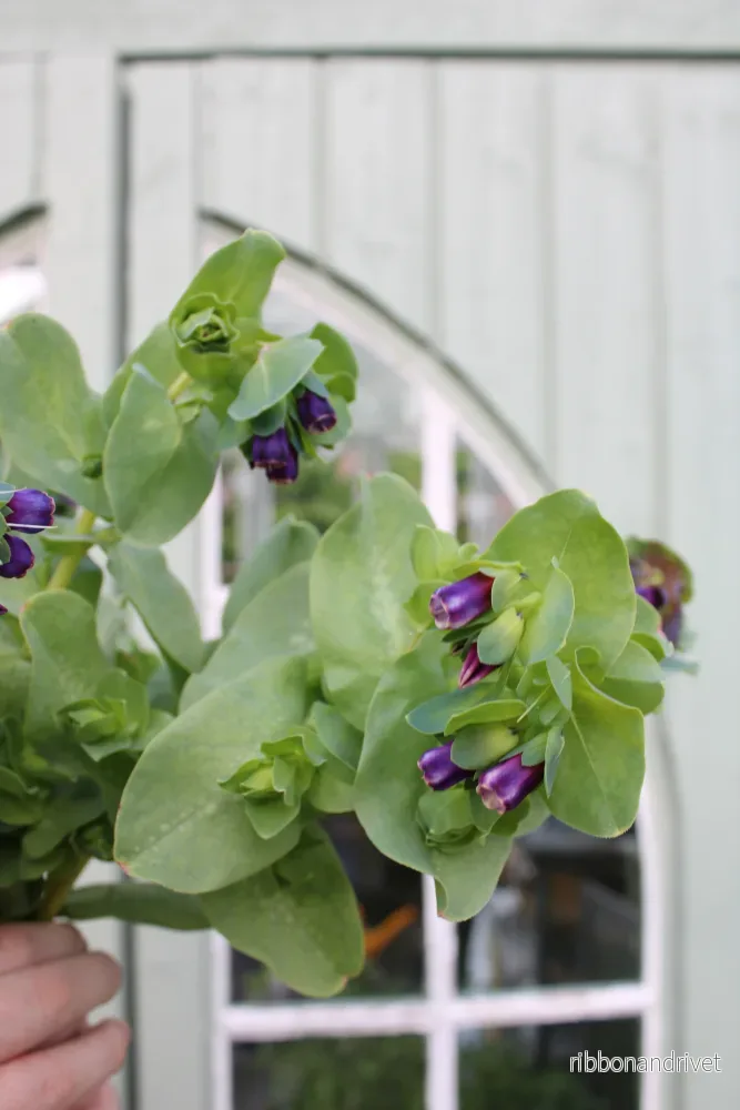 Vaxblomma Purpurascens - Bild 2