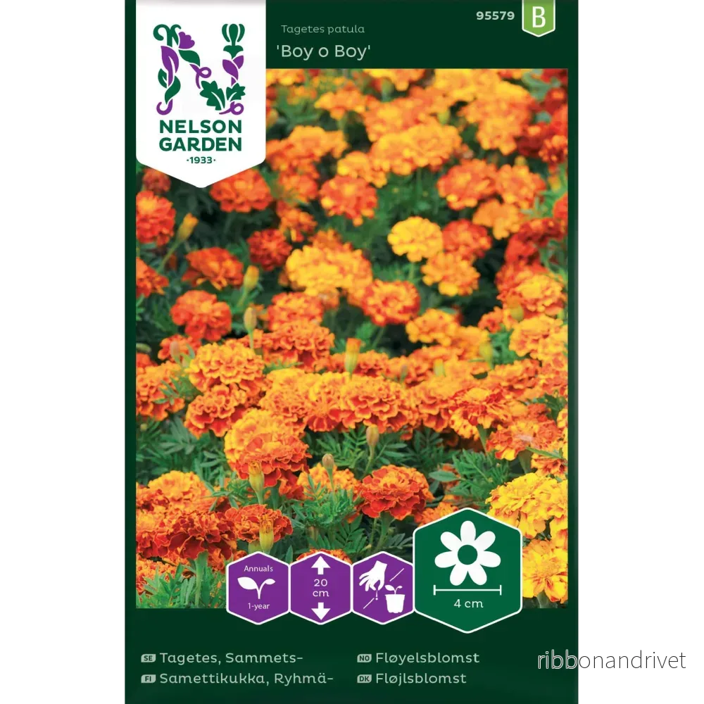 Tagetes, Sammets-, Boy o Boy - Bild 2