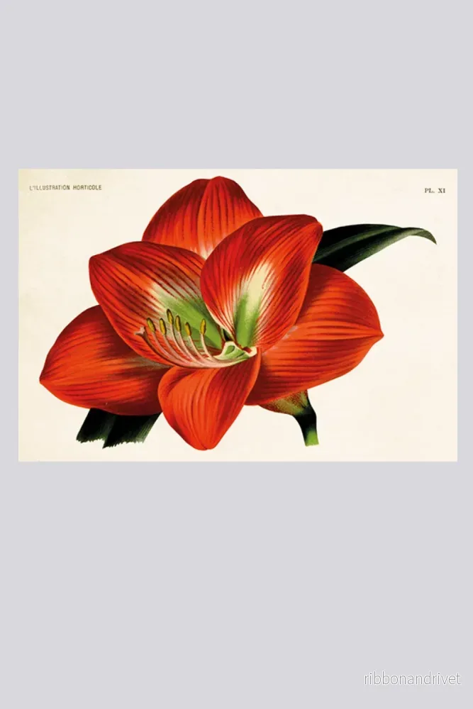 Dubbelt kort med kuvert, röd amaryllis Dubbelt kort med kuvert, röd amaryllis