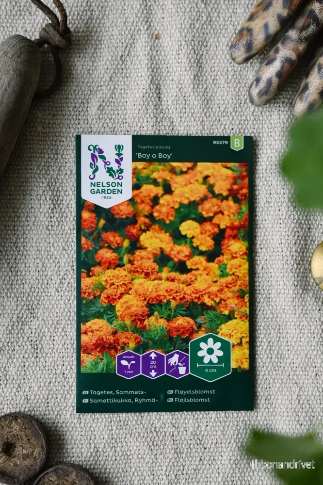 Tagetes, Sammets-, Boy o Boy Tagetes, Sammets-, Boy o Boy