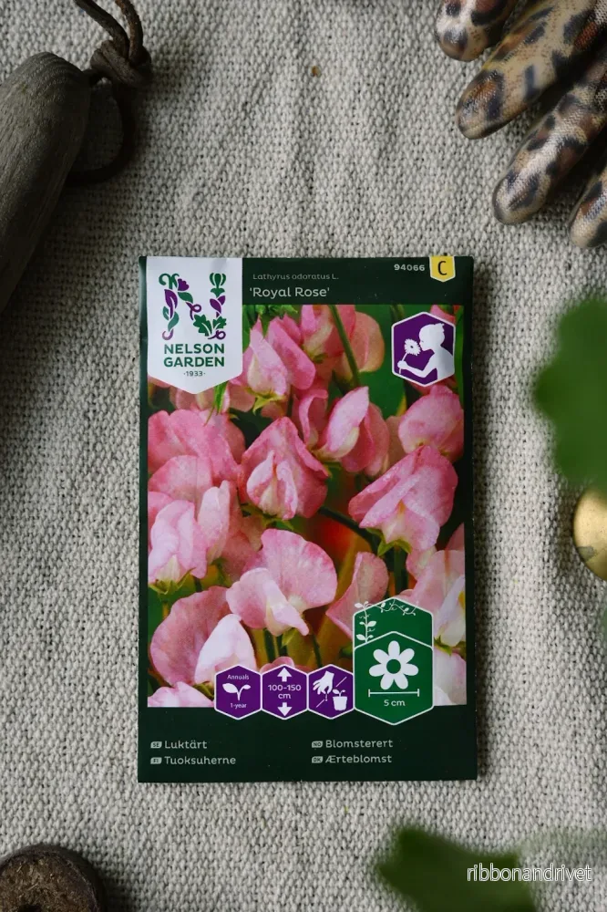 Luktärt ’Royal Rose’ Luktärt ’Royal Rose’