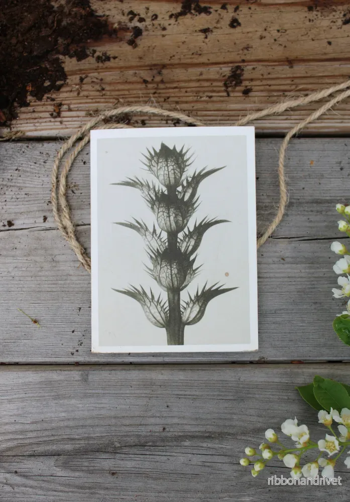 Dubbla kort med motiv av Karl Blossfeldt - Acanthus