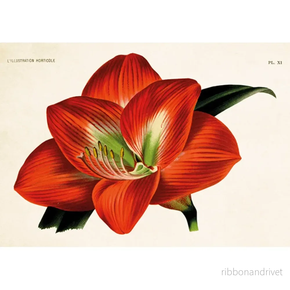 Dubbelt kort med kuvert, röd amaryllis - Bild 2