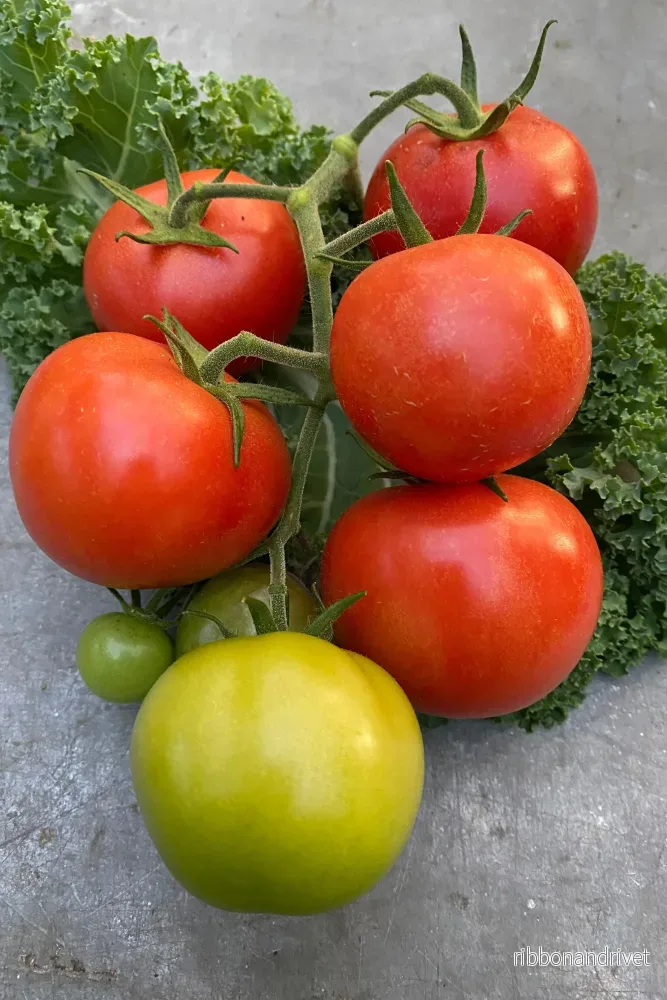 Tomat, Bolstar Granda Organic