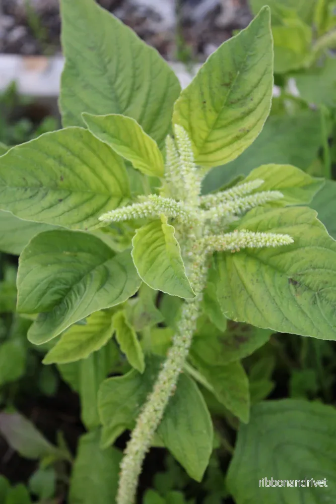 Amarant ’Viridis’ Amarant ’Viridis’