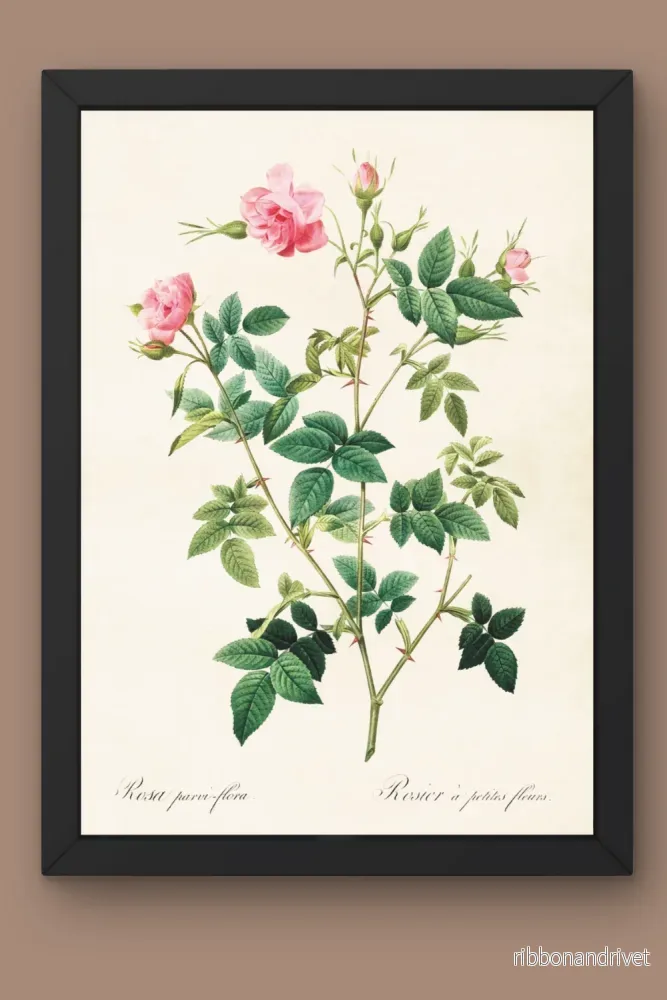 Poster, ros, 35x50cm Poster, ros, 35x50cm