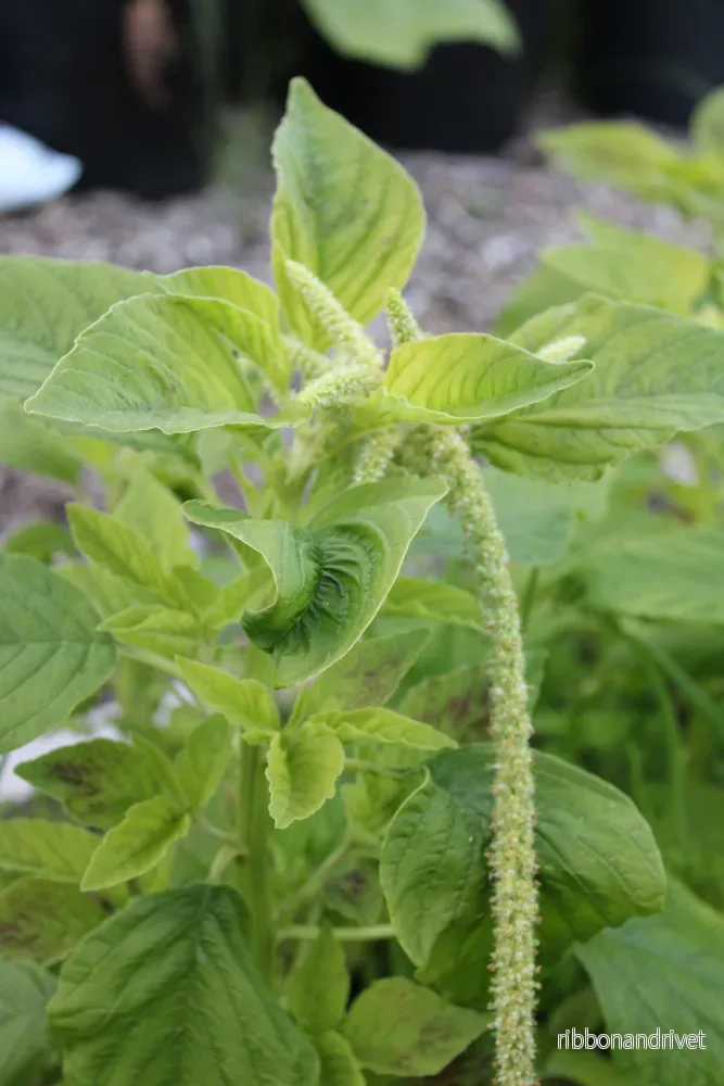Amarant 'Viridis' - Bild 2