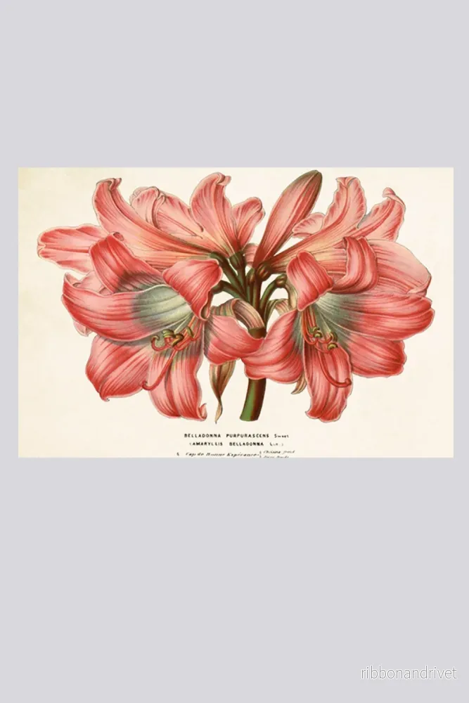 Dubbelt kort med kuvert, rosa amaryllis Dubbelt kort med kuvert, rosa amaryllis