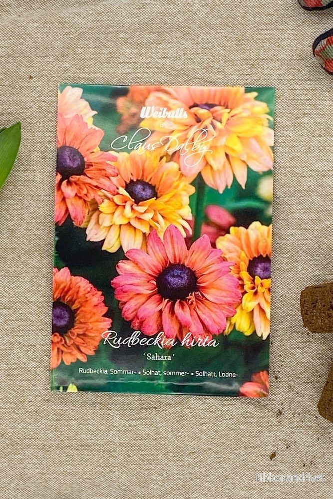 Sommarrudbeckia Sahara - Bild 3