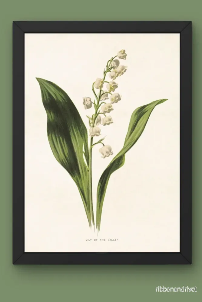 Botanisk poster, liljekonvalj - Bild 2
