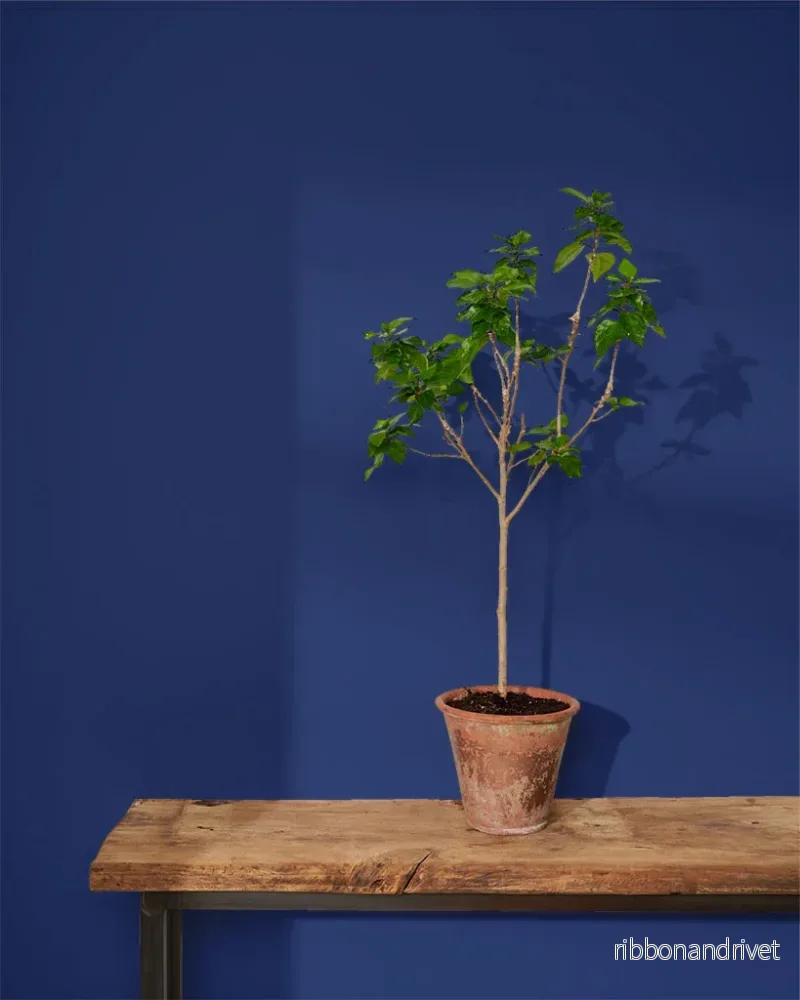 Napoleonic Blue Wall Paint - Bild 2