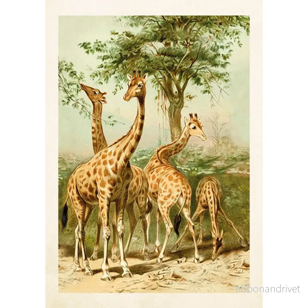 Dubbelt kort med kuvert - giraffmotiv - Bild 2