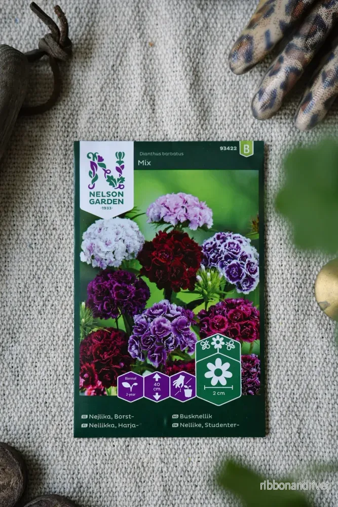 Borstnejlika, fyllda blommor i blandade färger Borstnejlika, fyllda blommor i blandade färger