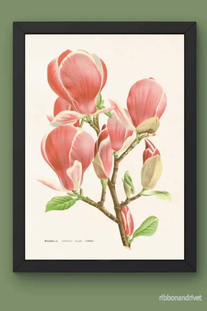 Botanisk poster, Magnolia - Bild 2