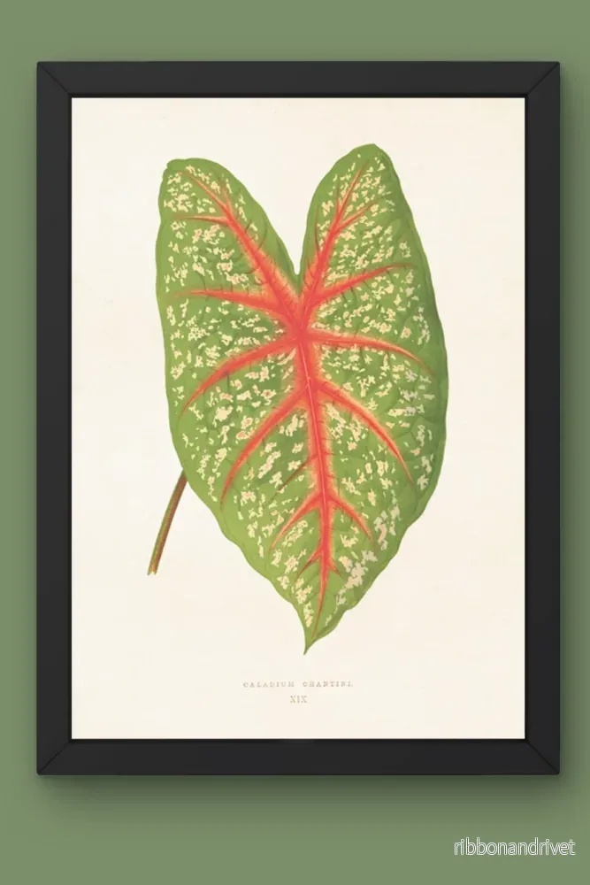 Botanisk poster, Cladium Chantini - Bild 2