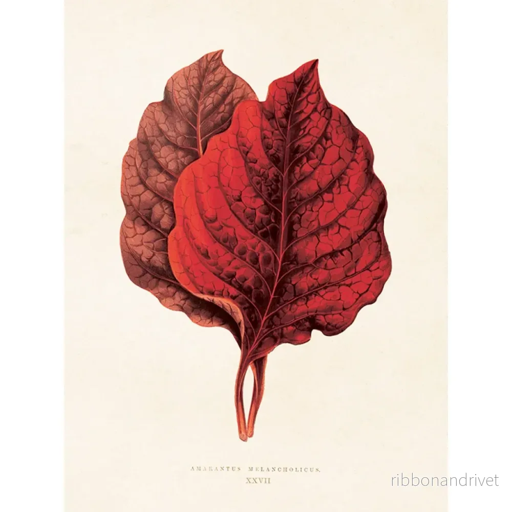 Botanisk poster, Amarantus melacholicus - Bild 3