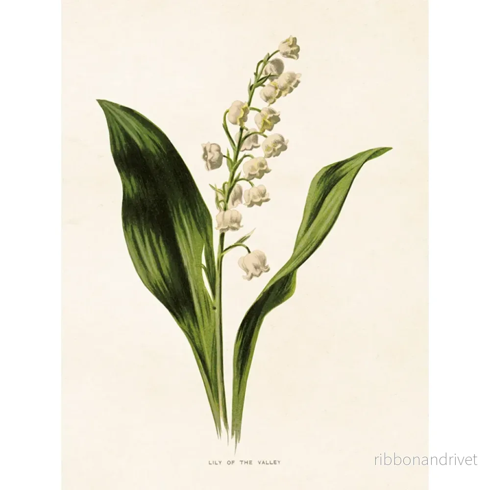 Botanisk poster, liljekonvalj - Bild 3