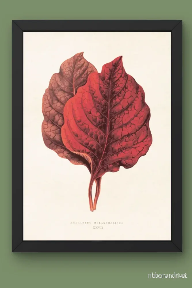 Botanisk poster, Amarantus melacholicus - Bild 2