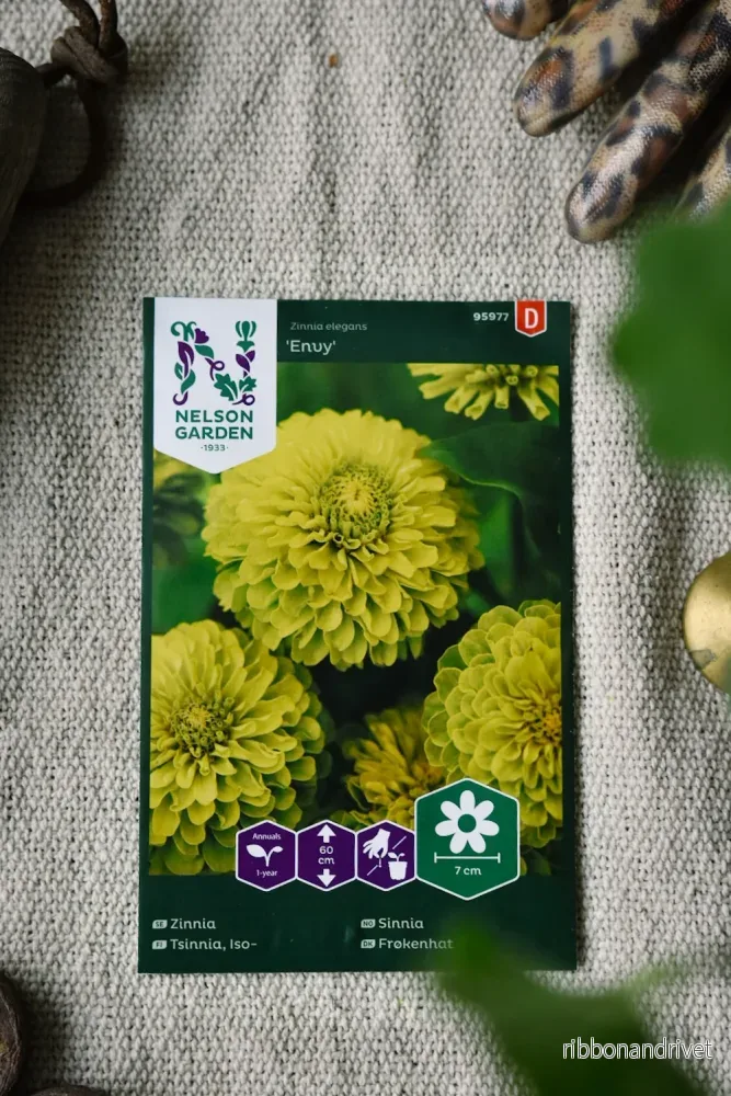 Zinnia, Envy, hög Zinnia, Envy, hög
