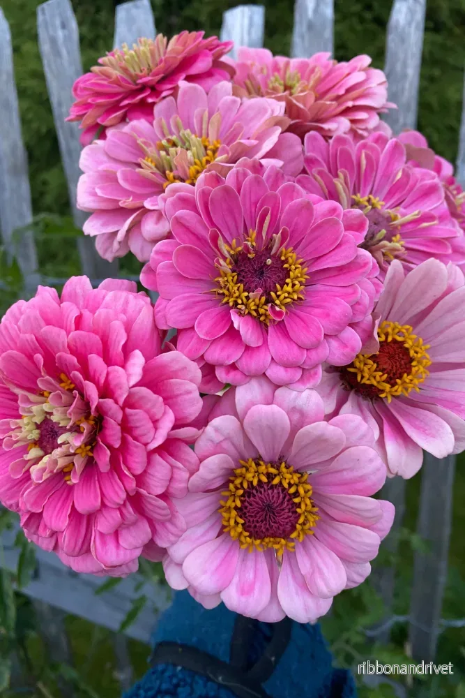 Zinnia Luminosa - Bild 2