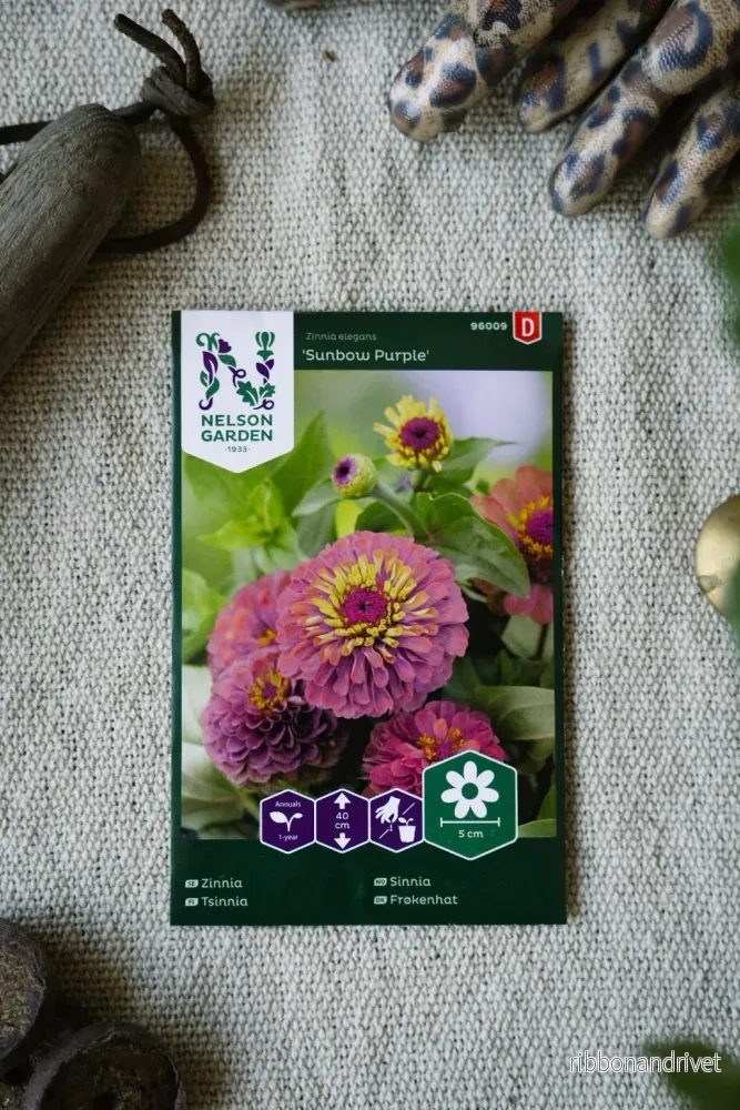 Zinnia Sunbow Purple Zinnia Sunbow Purple