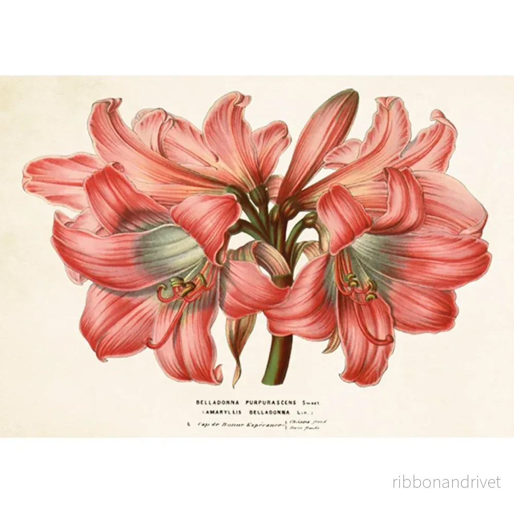 Dubbelt kort med kuvert, rosa amaryllis - Bild 2