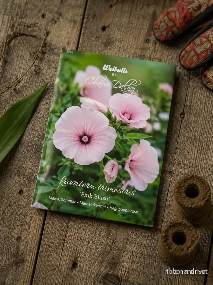 Sommarmalva Pink Blush Sommarmalva Pink Blush