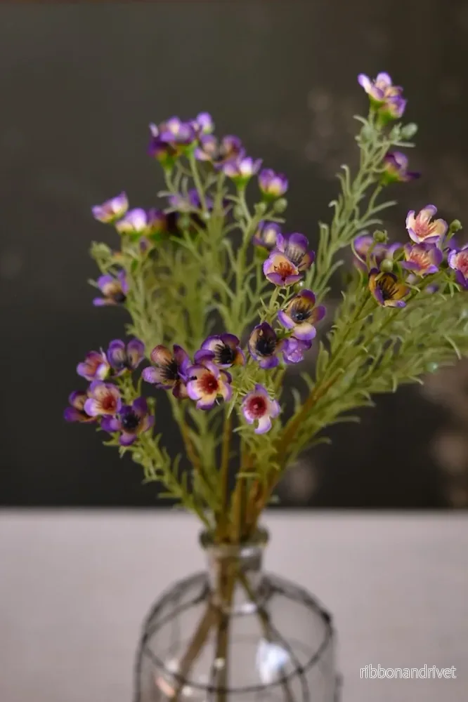 Vaxblomma lila Vaxblomma lila