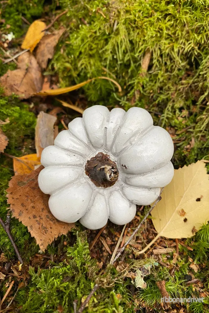 Pumpa på stick - Bild 3