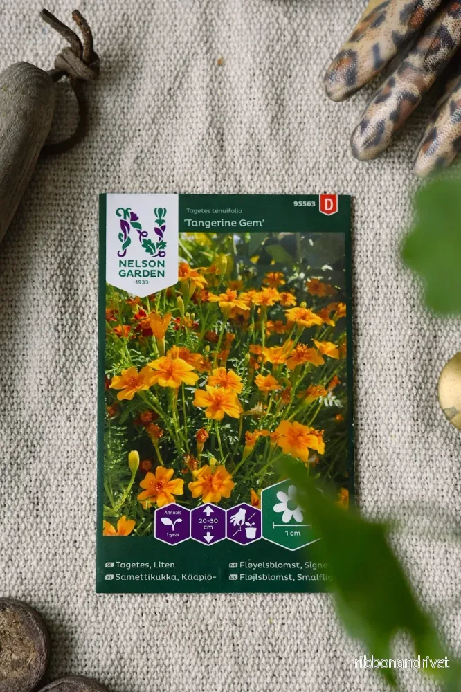 Kryddtagetes ’Tangerine Gem’ Kryddtagetes ’Tangerine Gem’
