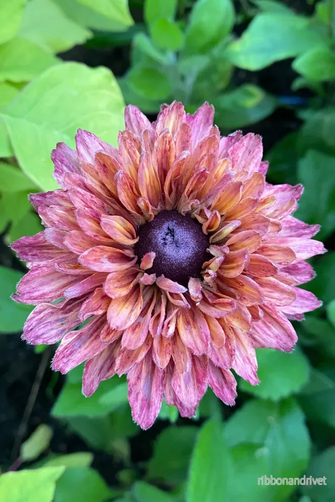 Sommarrudbeckia Sahara - Bild 2