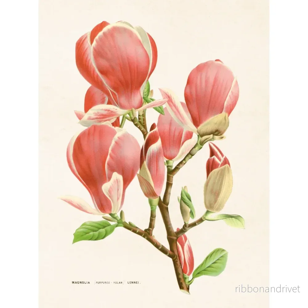 Botanisk poster, Magnolia - Bild 3