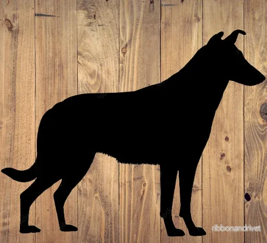 Motiv - Korthårig Collie