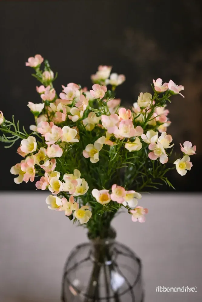 Vaxblomma gulrosa Vaxblomma gulrosa