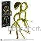 Fantastiska Vidunder - Poserbar Bowtruckle - Bild 2