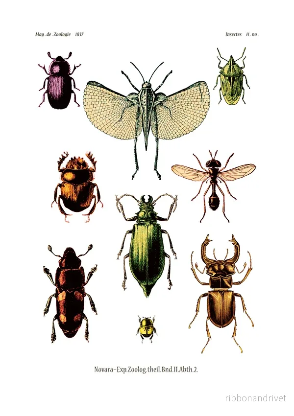 Dubbelt kort med kuvert - insektsmotiv - Bild 2