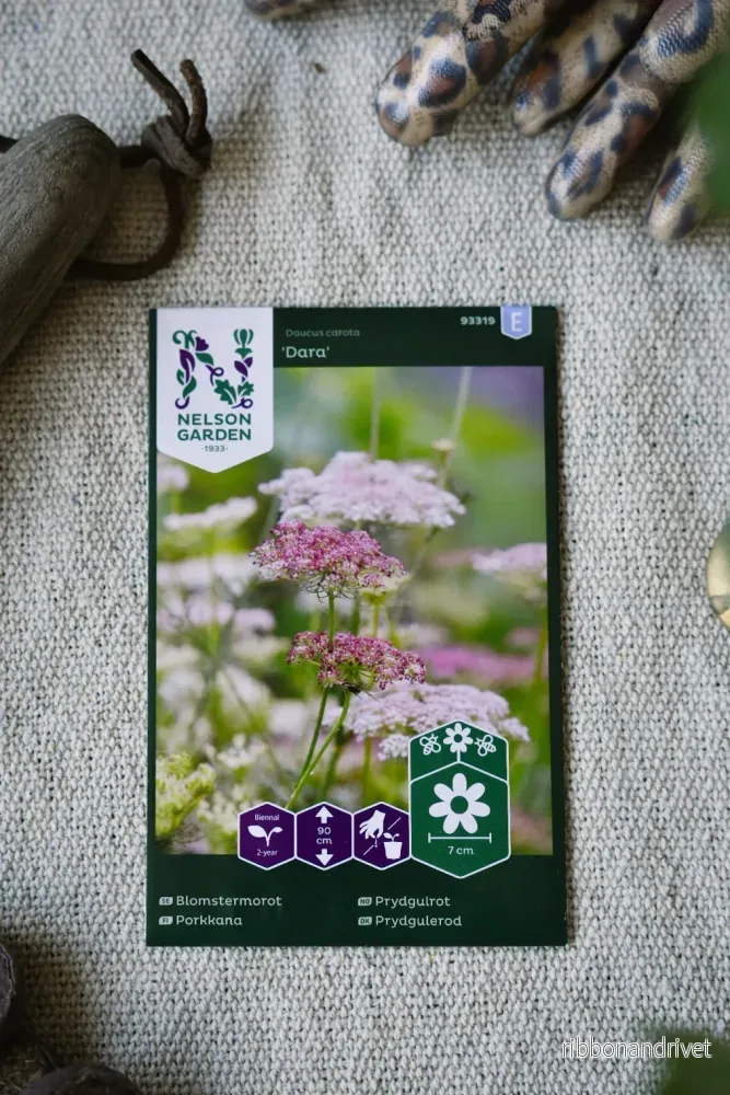 Blomstermorot 'Dara' - Bild 2