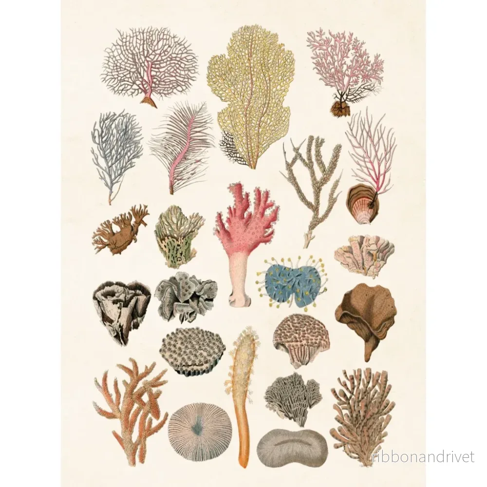 Botanisk poster, Koraller - Bild 3