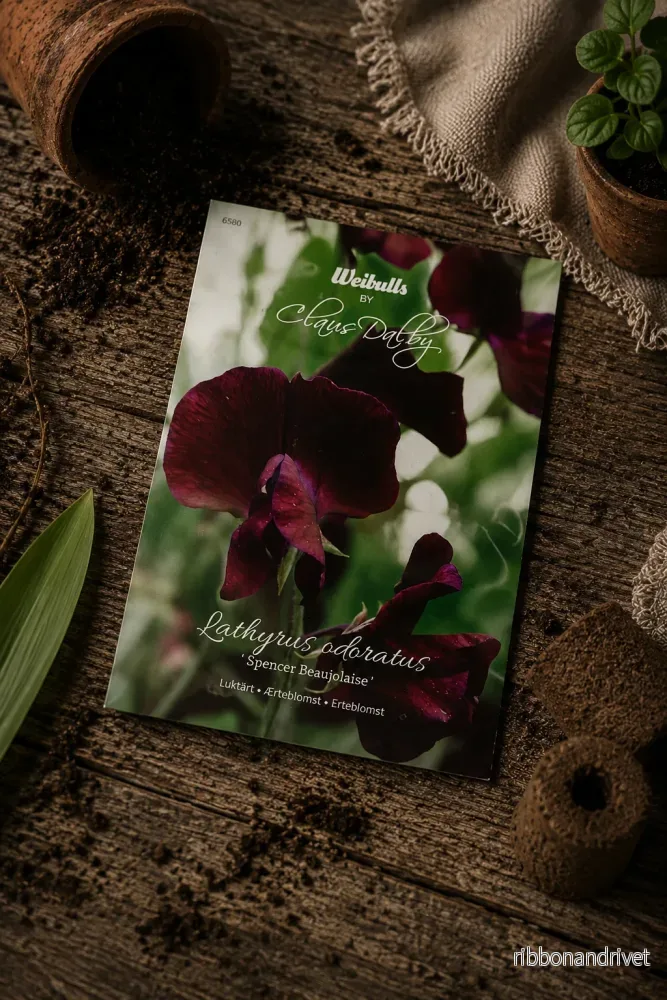 Luktärt ’Spencer Beaujolaise’ Luktärt ’Spencer Beaujolaise’