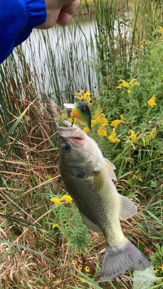 Effektivt fiskekrabbbete för sportfiske Effektivt fiskekrabbbete för sportfiske