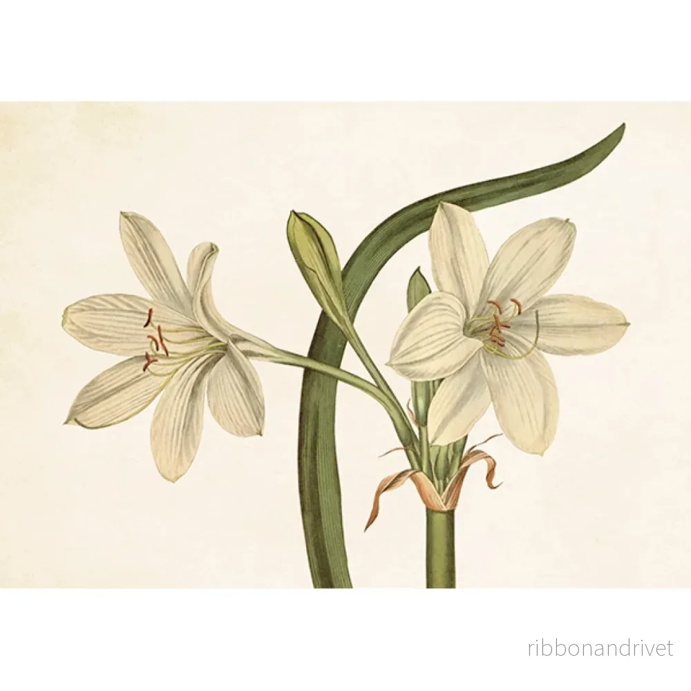 Botaniskt Vykort med Vit Amaryllis - Bild 2