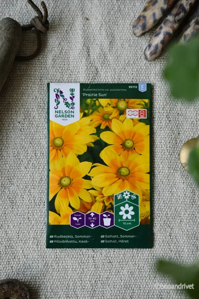 Sommarrudbeckia Praire Sun