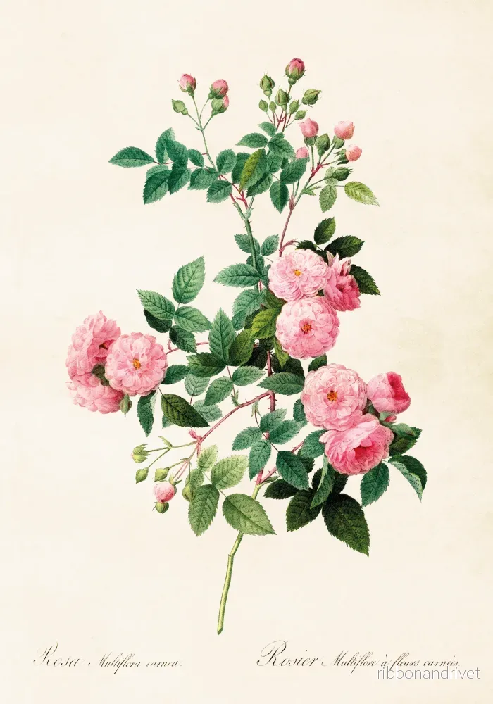 Poster med Rosa multiflora - Bild 2
