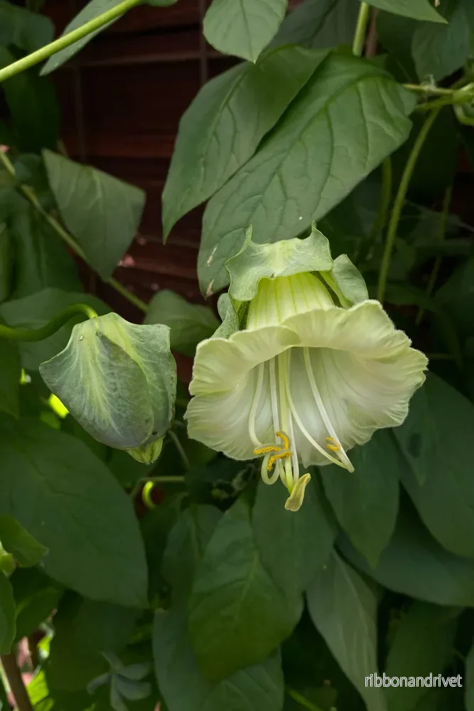 Klockranka ’Alba’ Klockranka ’Alba’