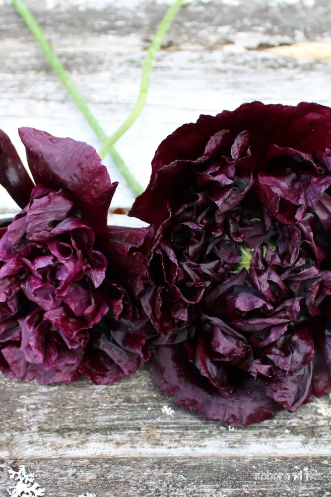 Pionvallmo Black Peony